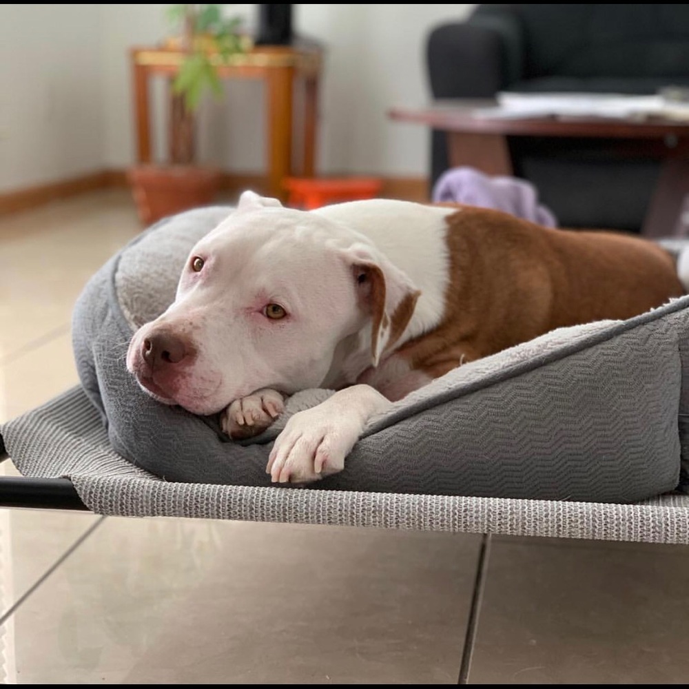 Meet your Posher, Irving